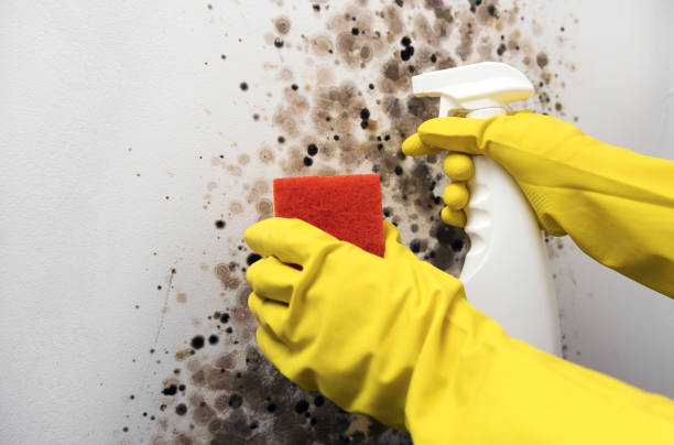 Best Localized Mold Remediation (e.g., coastal areas, humid climates) in Poolesville, MD